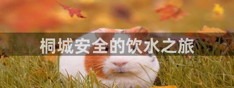 qy球友会体育官方平台